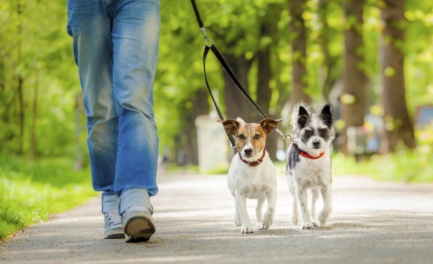 Pet Sitter Jobs in USA With Visa Sponsorship